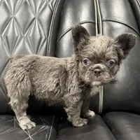 ✳️FLUFFY💲 PAISLEY✳️, a female French Bulldog for sale in Camdenton, MO – Photo 5 of 8