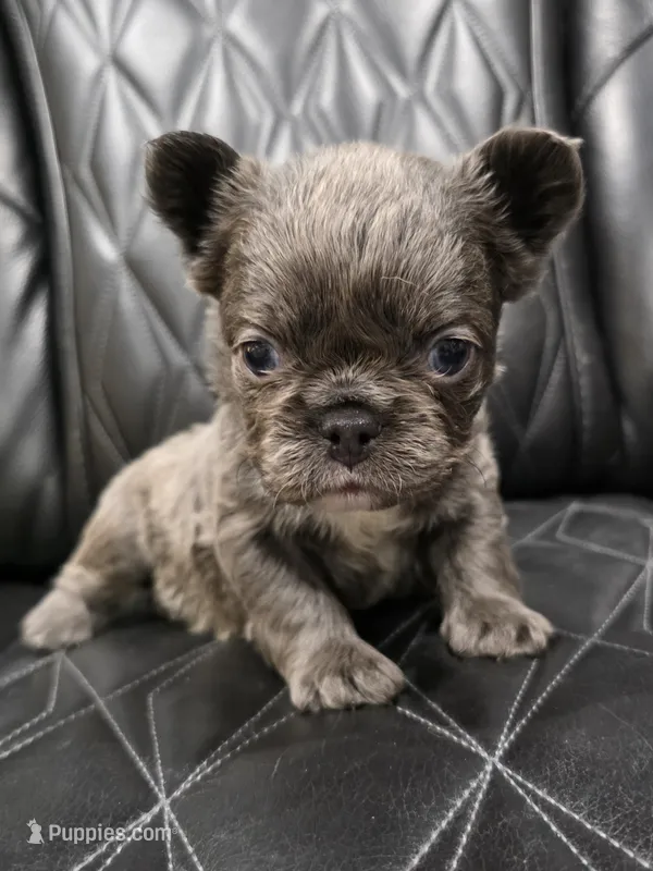 ✳️FLUFFY💲 PAISLEY✳️