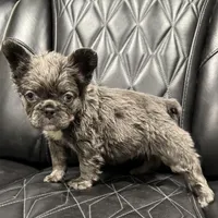 ✳️FLUFFY💲 PAISLEY✳️, a female French Bulldog for sale in Camdenton, MO – Photo 4 of 8