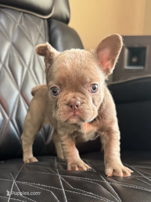REDUCED SASHA – French Bulldog puppy for sale in Camdenton, MO