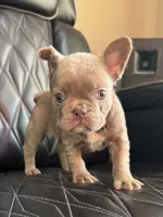 REDUCED SASHA, a female French Bulldog for sale in Camdenton, MO – 1 of 8