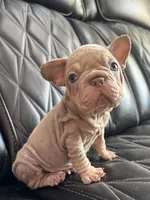 REDUCED VELVET BIG ROPE WRINKLES, a male French Bulldog for sale in Camdenton, MO – 6 of 8