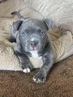 Star *Pocket bully*, a female American Bully for sale in Camdenton, MO – 1 of 10