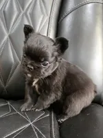 Fluffy Jack, a male French Bulldog for sale in Camdenton, MO – 2 of 10