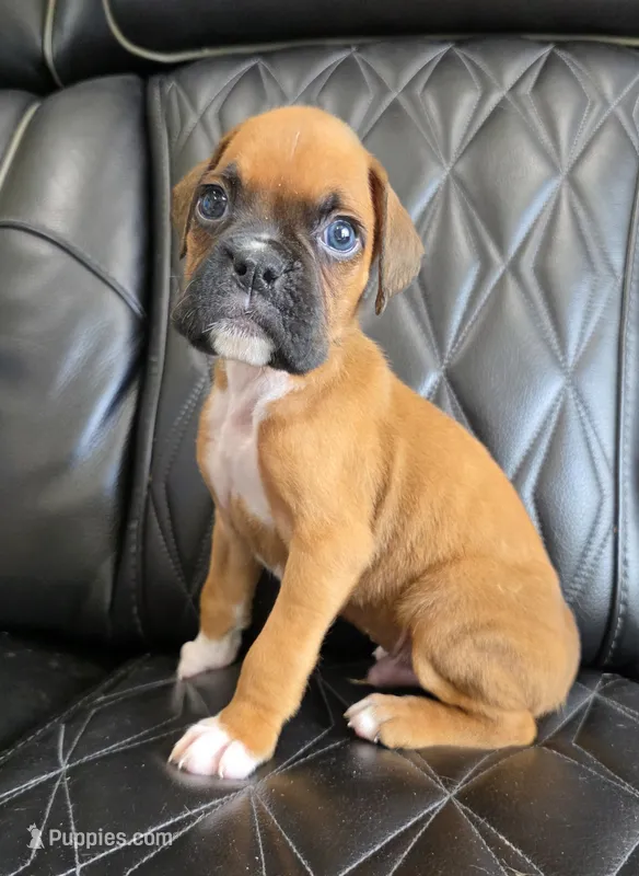 Reese- full akc – Boxer puppy for sale in Camdenton, MO