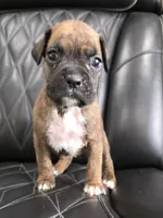 Ollie, a male Boxer for sale in Camdenton, MO – 9 of 10
