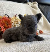 FLUFFY JAZZY, a female French Bulldog for sale in Camdenton, MO – 2 of 8