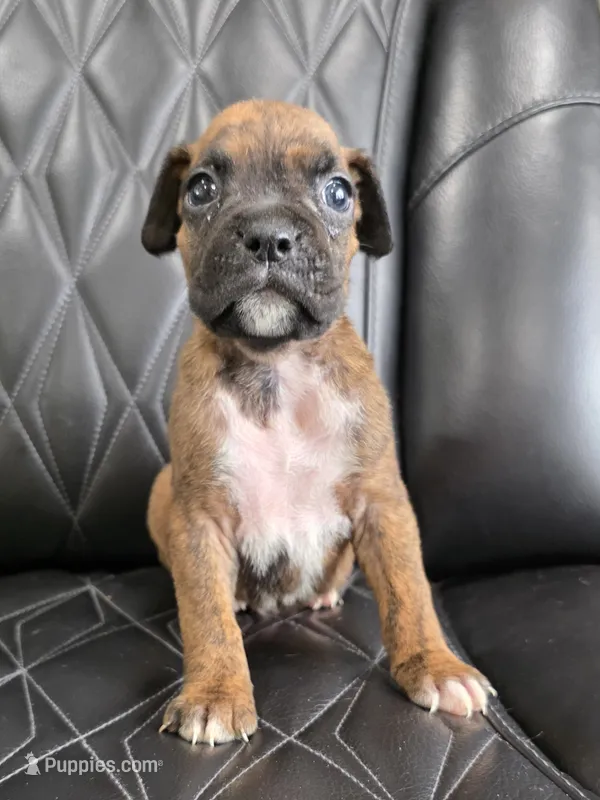 Ollie – Boxer puppy for sale in Camdenton, MO