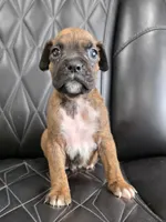 Ollie, a male Boxer for sale in Camdenton, MO – 1 of 10