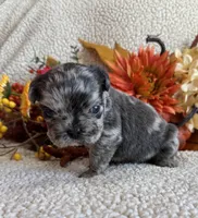 FLUFFY HUXLEY, a male French Bulldog for sale in Camdenton, MO – 2 of 8