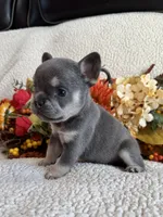 KARLEE , a female French Bulldog for sale in Camdenton, MO – 8 of 10