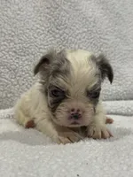 FLUFFY KOI RENO, a male French Bulldog for sale in Camdenton, MO – 4 of 7