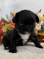 FLUFFY MIDNIGHT, a female French Bulldog for sale in Camdenton, MO – 4 of 7
