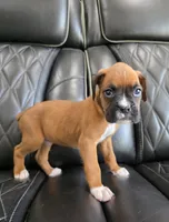Bandit- full akc ✅️vet checked✅️, a male Boxer for sale in Camdenton, MO – 4 of 10