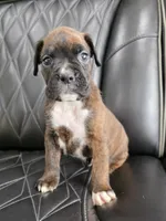 Bruno, a male Boxer for sale in Camdenton, MO – 8 of 10