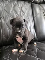 Milo, a male Boxer for sale in Camdenton, MO – 7 of 10