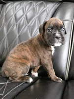Bruno, a male Boxer for sale in Camdenton, MO – 3 of 10