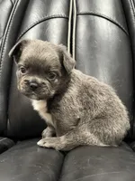 🦠 FLUFFY💲REMI🦠, a male French Bulldog for sale in Camdenton, MO – Photo 6 of 8