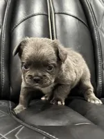 🦠 FLUFFY💲REMI🦠, a male French Bulldog for sale in Camdenton, MO – Photo 4 of 8