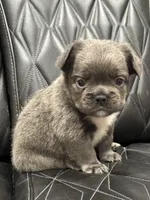 🦠 FLUFFY💲REMI🦠, a male French Bulldog for sale in Camdenton, MO – Photo 3 of 8