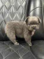 🦠 FLUFFY💲REMI🦠, a male French Bulldog for sale in Camdenton, MO – Photo 8 of 8
