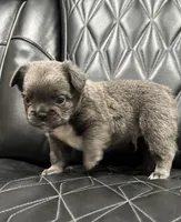 🦠 FLUFFY💲REMI🦠, a male French Bulldog for sale in Camdenton, MO – Photo 5 of 8