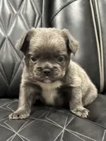 🦠 FLUFFY💲REMI🦠, a male French Bulldog for sale in Camdenton, MO – Photo 2 of 8