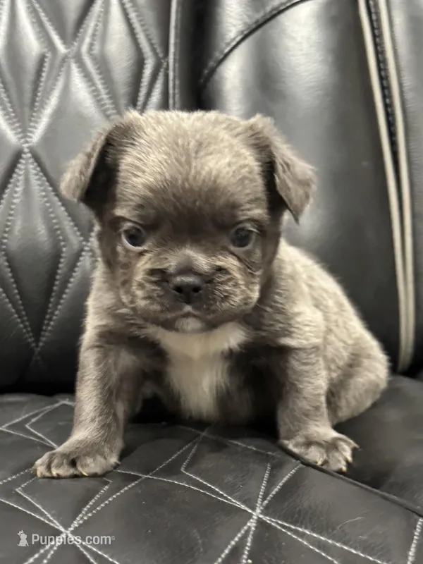 🦠 FLUFFY💲REMI🦠 – French Bulldog puppy for sale in Camdenton, MO