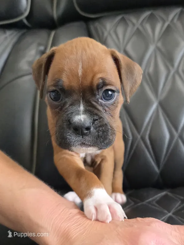 Bella- full akc – Boxer puppy for sale in Camdenton, MO