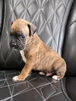 Ollie, a male Boxer for sale in Camdenton, MO – 10 of 10