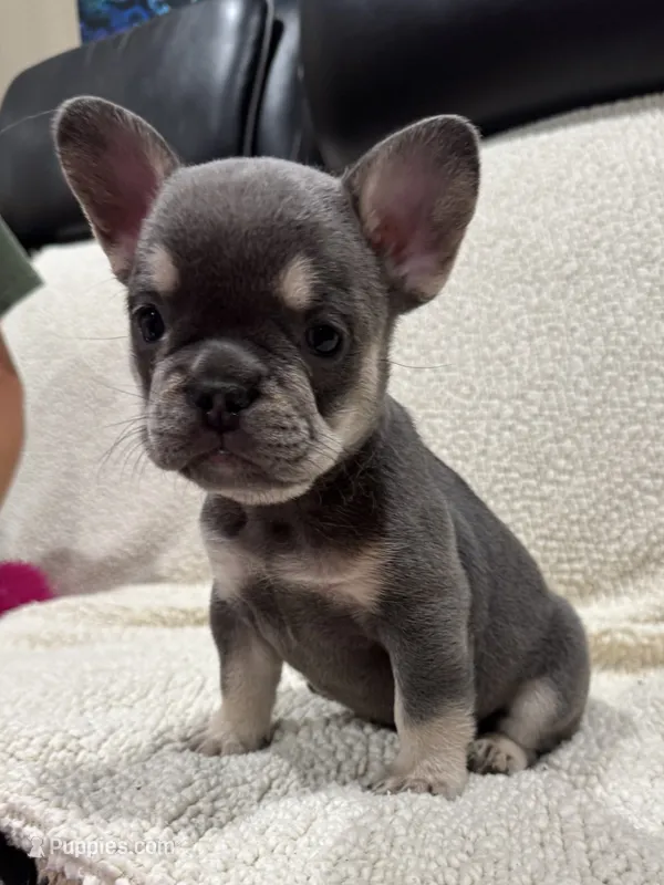 REDUCED💲KARLEE  – French Bulldog puppy for sale in Osage Beach, MO