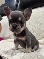 REDUCED💲KARLEE , a female French Bulldog for sale in Osage Beach, MO – 1 of 10