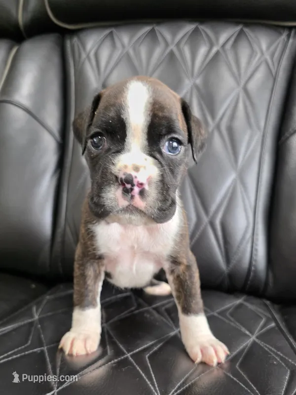 Stella – Boxer puppy for sale in Camdenton, MO