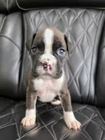 Stella, a female Boxer for sale in Camdenton, MO – 1 of 10