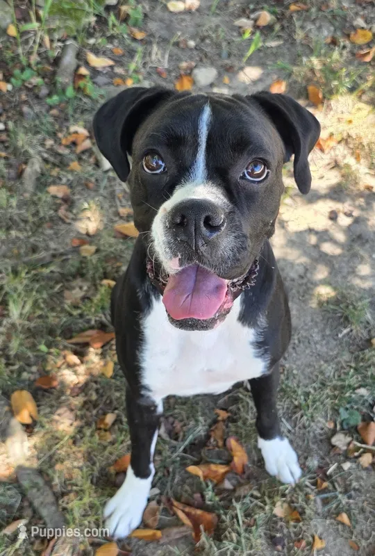 Harper AKC – Boxer puppy for sale in Camdenton, MO
