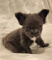 MICRO Fluffy Milo, a male French Bulldog for sale in Camdenton, MO – Photo 3 of 10