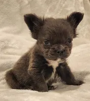 MICRO Fluffy Milo, a male French Bulldog for sale in Camdenton, MO – Photo 6 of 10