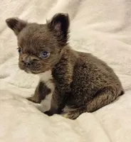 MICRO Fluffy Milo, a male French Bulldog for sale in Camdenton, MO – Photo 8 of 10