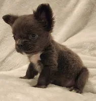 MICRO Fluffy Milo, a male French Bulldog for sale in Camdenton, MO – Photo 10 of 10
