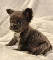 MICRO Fluffy Milo, a male French Bulldog for sale in Camdenton, MO – Photo 7 of 10