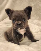 MICRO Fluffy Milo, a male French Bulldog for sale in Camdenton, MO – Photo 5 of 10