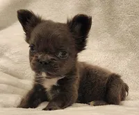 MICRO Fluffy Milo, a male French Bulldog for sale in Camdenton, MO – Photo 2 of 10