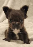 MICRO Fluffy Milo, a male French Bulldog for sale in Camdenton, MO – Photo 4 of 10