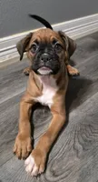 Maverick , a male French Bulldog and Boxer for sale in Camdenton, MO – 5 of 10