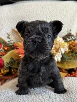 FLUFFY GABBY, a female French Bulldog for sale in Camdenton, MO – 3 of 8
