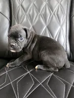Milo, a male Boxer for sale in Camdenton, MO – 8 of 10