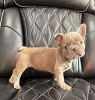 REDUCED SASHA, a female French Bulldog for sale in Camdenton, MO – 8 of 8