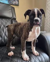 Marlee- full akc, a female Boxer for sale in Camdenton, MO – 8 of 10