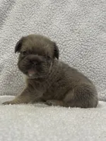 FLUFFY BIG ROPE MAUI, a female French Bulldog for sale in Camdenton, MO – 7 of 9