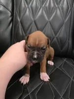 Daisy, a female Boxer for sale in Camdenton, MO – 6 of 8